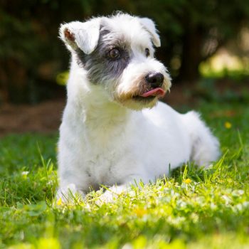 hundefotograf hannover hundefotografie hunde fotoshooting-010