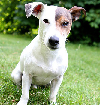 hundefotograf hannover hundefotografie hunde fotoshooting-02