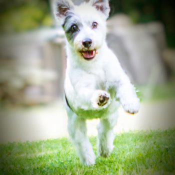 hundefotograf hannover hundefotografie hunde fotoshooting-040