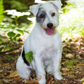 hundefotograf hannover hundefotografie hunde fotoshooting-050