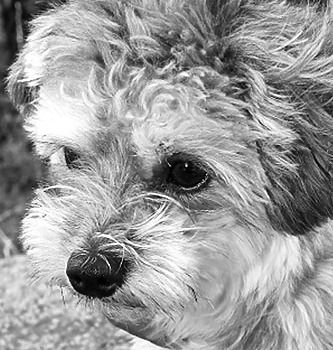 hundefotograf hannover hundefotografie hunde fotoshooting-10